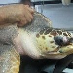 feggyfondazionecetacea
