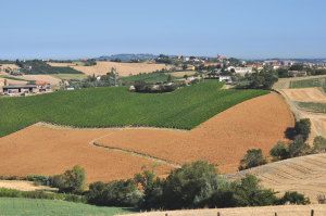 Coriano. Colline riminesi con vigneti